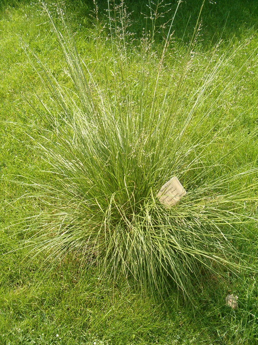 Rough Dropseed Sporobolus asper 500 Seeds for Planting Dry Prairie Grass Seeds