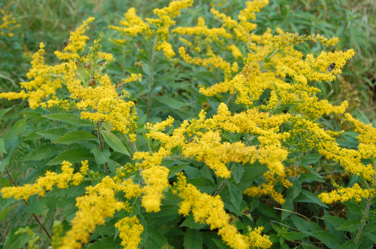 Round-leaved Goldenrod Solidago Patula 500 Seeds for Planting Perennial Wildflower