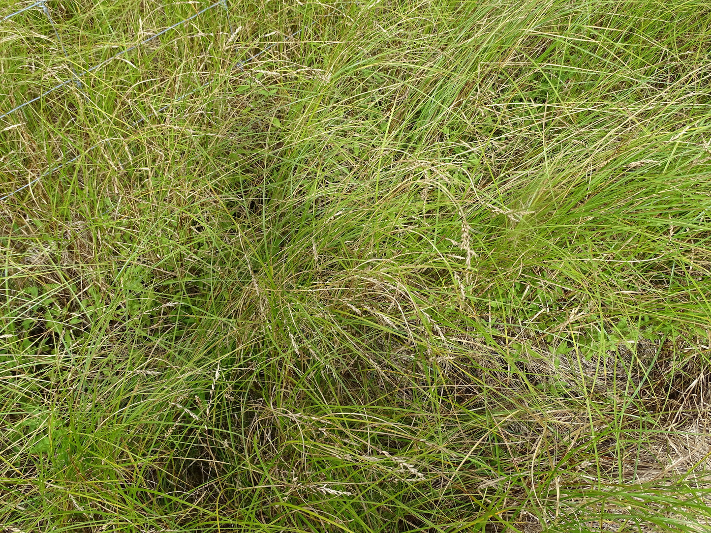 Fen Panicled Sedge Carex Prairea 500 Seeds for Planting Cool Grass Sedge