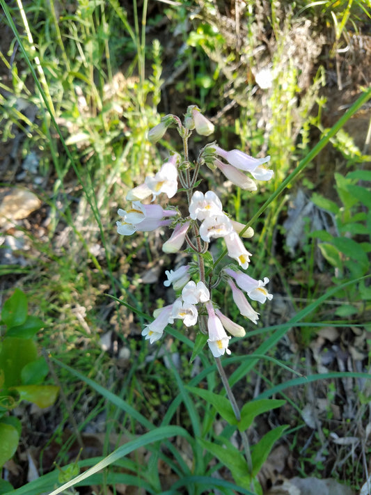 Pale Beardtongue Penstemon Pallidus 750 Seeds for Planting