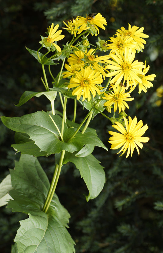 Whorled Rosin Weed Silphium Trifoliatum 40 Seeds for Planting