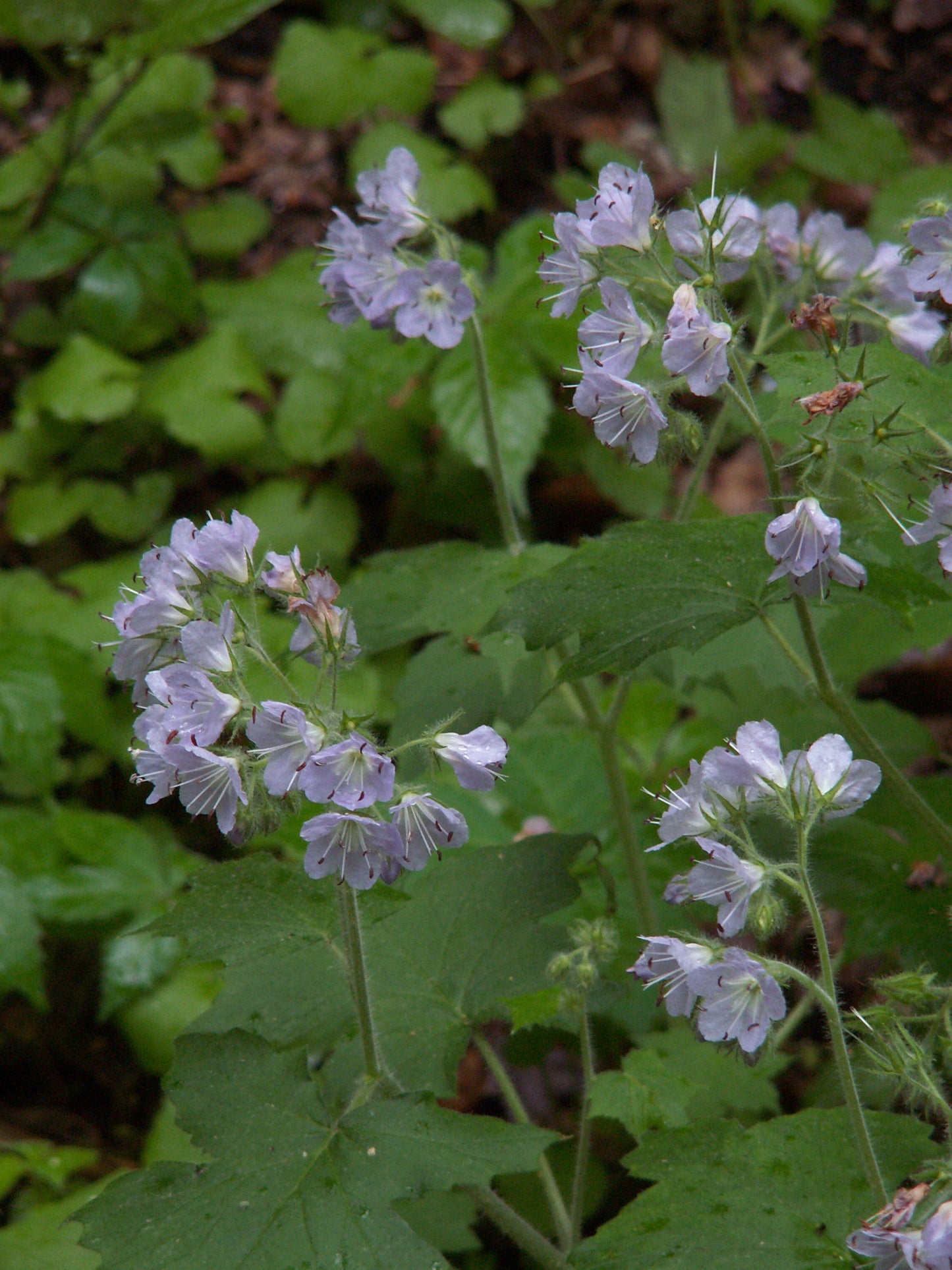 Great Waterleaf Hydrophyllum Appendiculatum 20 Seeds for Planting