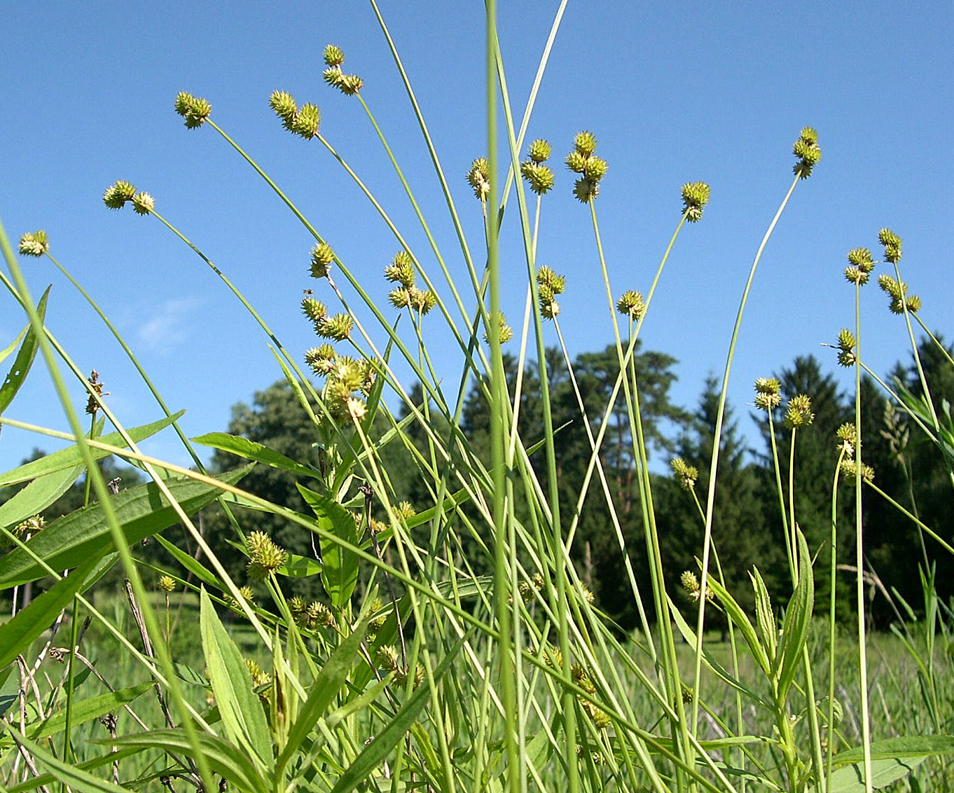 Field Oval Sedge Carex Molesta 300 Seeds for Planting Hardy Sedge