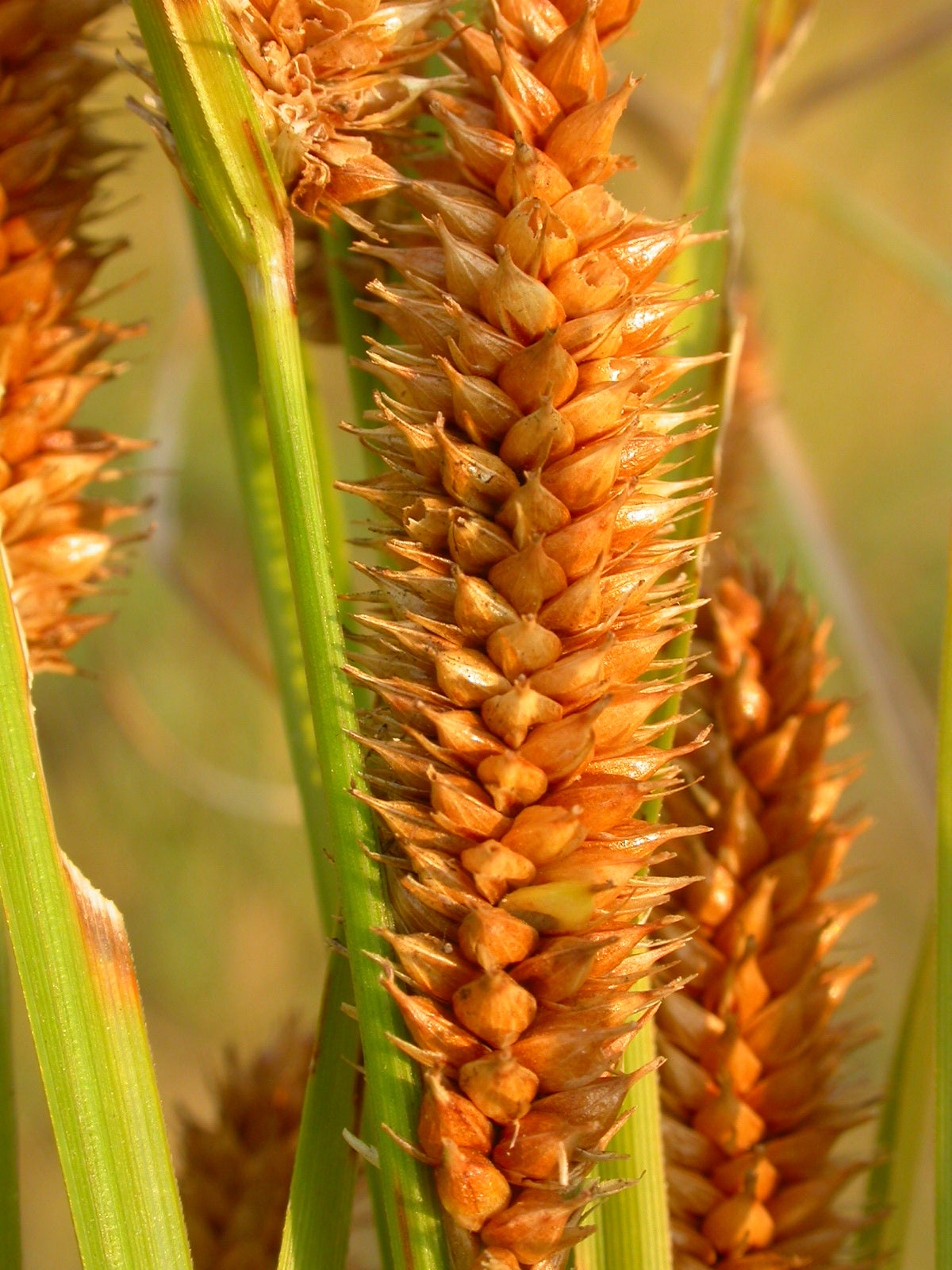Common Yellow Lake Sedge  Carex Utriculata 250 Seeds for Planting Common Beaked Sedge Seeds