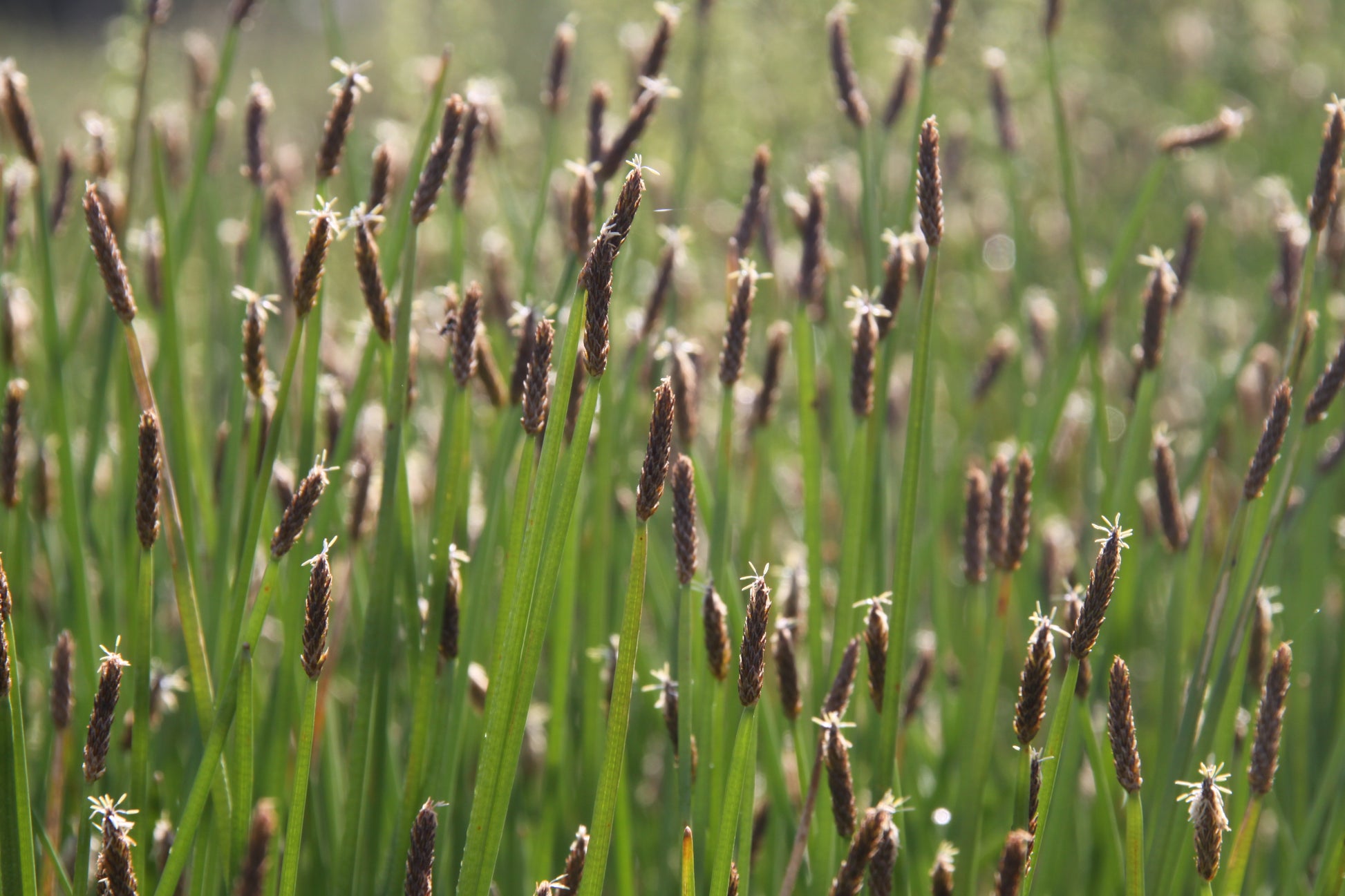 spike plant seeds Great Spike Rush Eleocharis Palustris 500 Seeds for Planting – Sejahtera Seeds and Bulbs