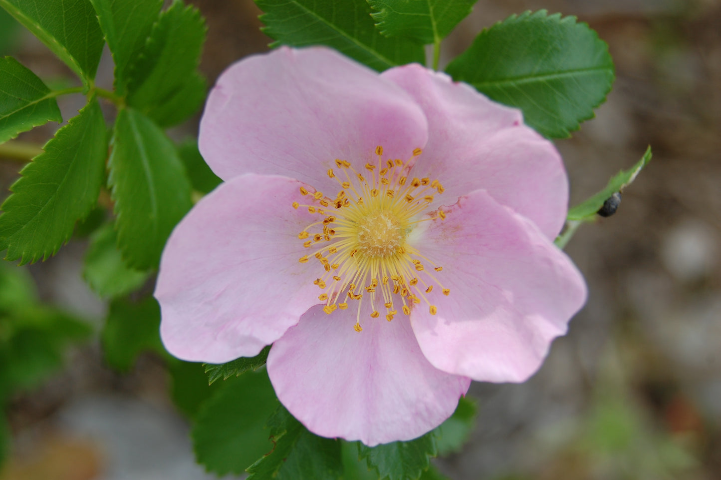 Swamp Rose Rosa Carolina 75 Seeds for Planting