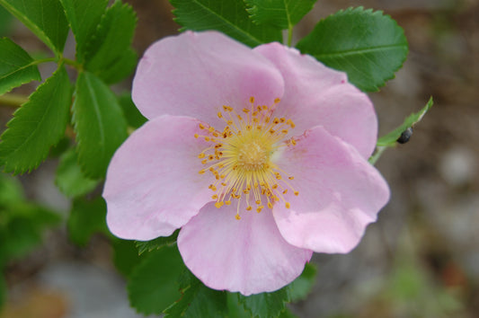 Swamp Rose Rosa Carolina 75 Seeds for Planting