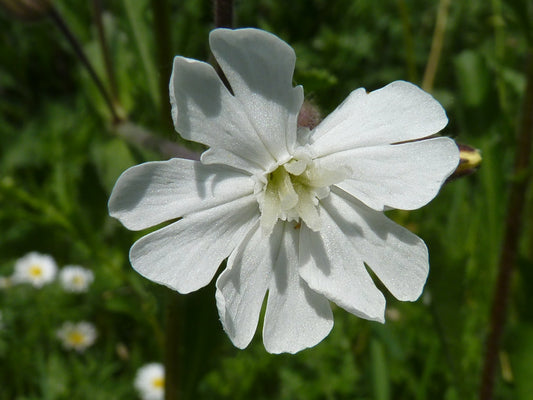 Rare Snowy Campion Silene nivea 50 Seeds for Planting Midwest Alluvial Forest Meadow Flowers