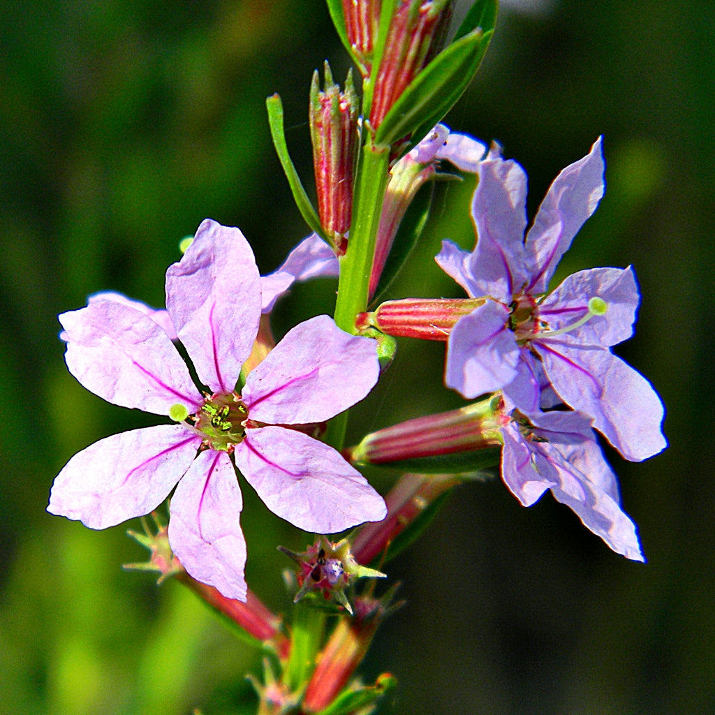 Winged Loosestrife Lythrum alatum 2000 Seeds for Planting