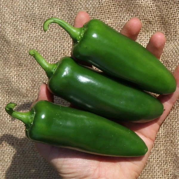 Superior Chili Seeds 25+ pcs Bundle (Capsicum spp.) – 5-Cultivar Garden Package Premium Certified Hot Pepper Plant Seeds for Planting