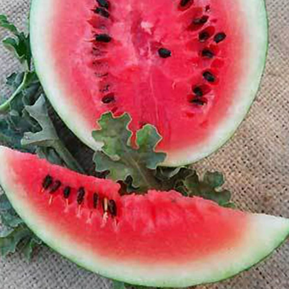 Sugar Baby Watermelon Vegetable 1 gram Seeds For Planting