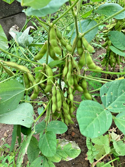 125+ Bean Seeds – Bundling 5 Cultivar Garden Package Certified Heirloom Vegetable Seeds for Planting