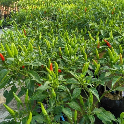 250+ Chili Pepper Seeds (Capsicum sp.) – Bundling 5 Cultivar Garden Package Certified Heirloom Vegetable Seeds for Planting