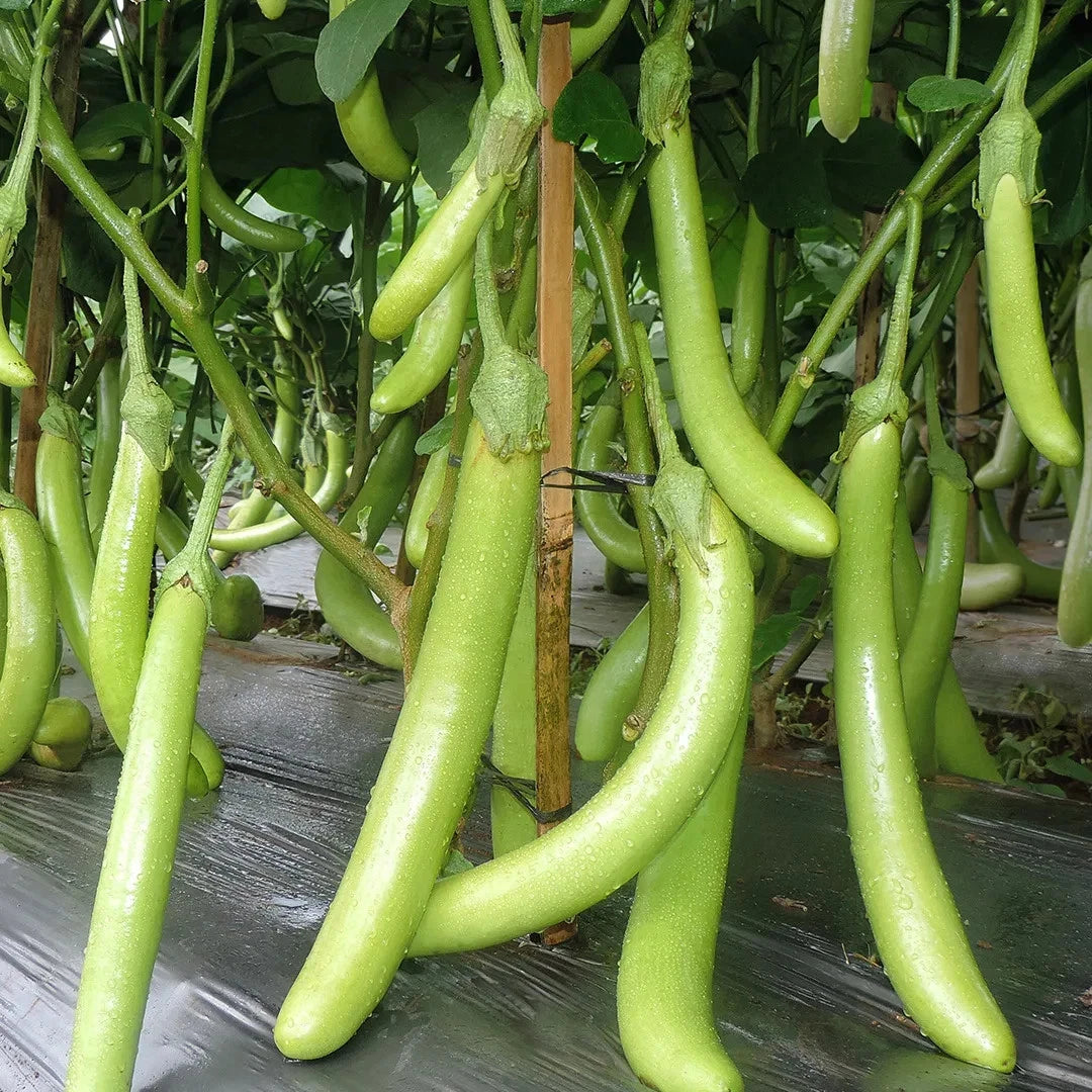 2,000+ Eggplant Seeds (Solanum melongena) Bundling 9 Cultivar Garden Package – Premium Certified Heirloom Vegetable and Solanaceous Seeds for Planting