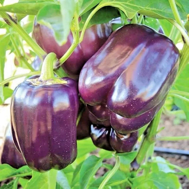 40+ Bell Pepper Seeds (Capsicum annuum) – Bundling 4 Cultivar Garden Package Certified Heirloom Vegetable Seeds for Planting