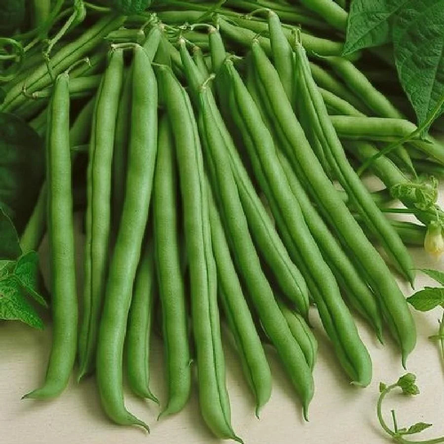 Provider Green Bush Bean 20 Seeds For Planting