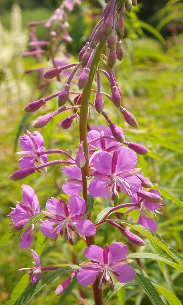 Chamaenerion angustifolium - Fireweed 30 mg Seeds For Planting