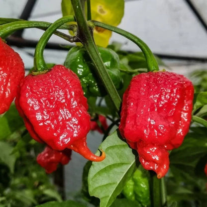 Superior Chili Seeds 25+ pcs Bundle (Capsicum spp.) – 5-Cultivar Garden Package Premium Certified Hot Pepper Plant Seeds for Planting