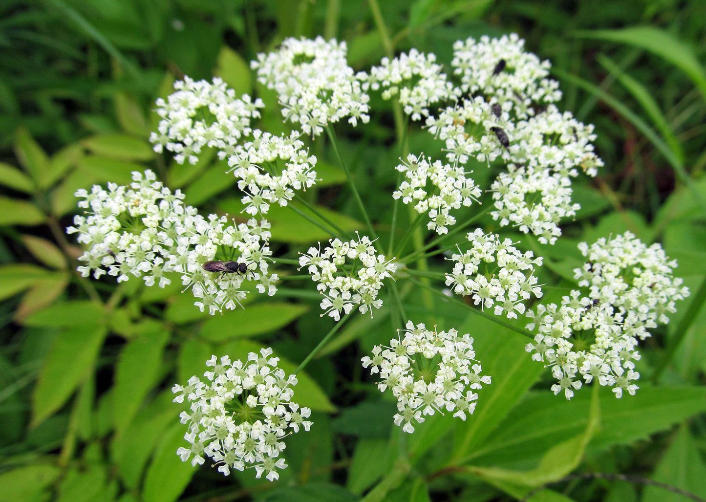 Cicuta maculata - Water Hemlock 500 mg Seeds For Planting