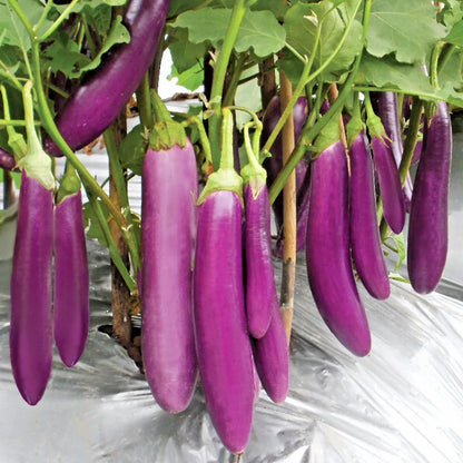 2,000+ Eggplant Seeds (Solanum melongena) Bundling 9 Cultivar Garden Package – Premium Certified Heirloom Vegetable and Solanaceous Seeds for Planting