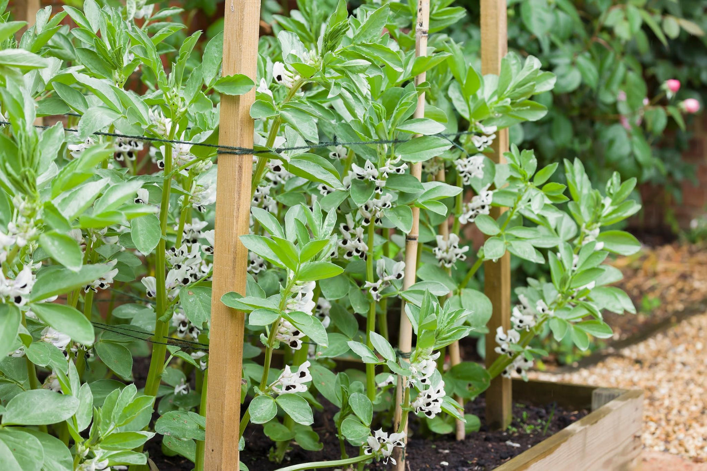 Fava Bean 5 Seeds For Planting