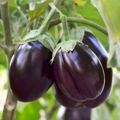 2,000+ Eggplant Seeds (Solanum melongena) Bundling 9 Cultivar Garden Package – Premium Certified Heirloom Vegetable and Solanaceous Seeds for Planting