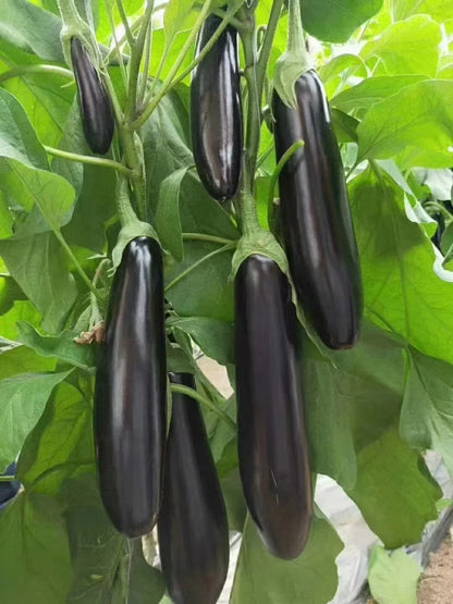 2,000+ Eggplant Seeds (Solanum melongena) Bundling 9 Cultivar Garden Package – Premium Certified Heirloom Vegetable and Solanaceous Seeds for Planting