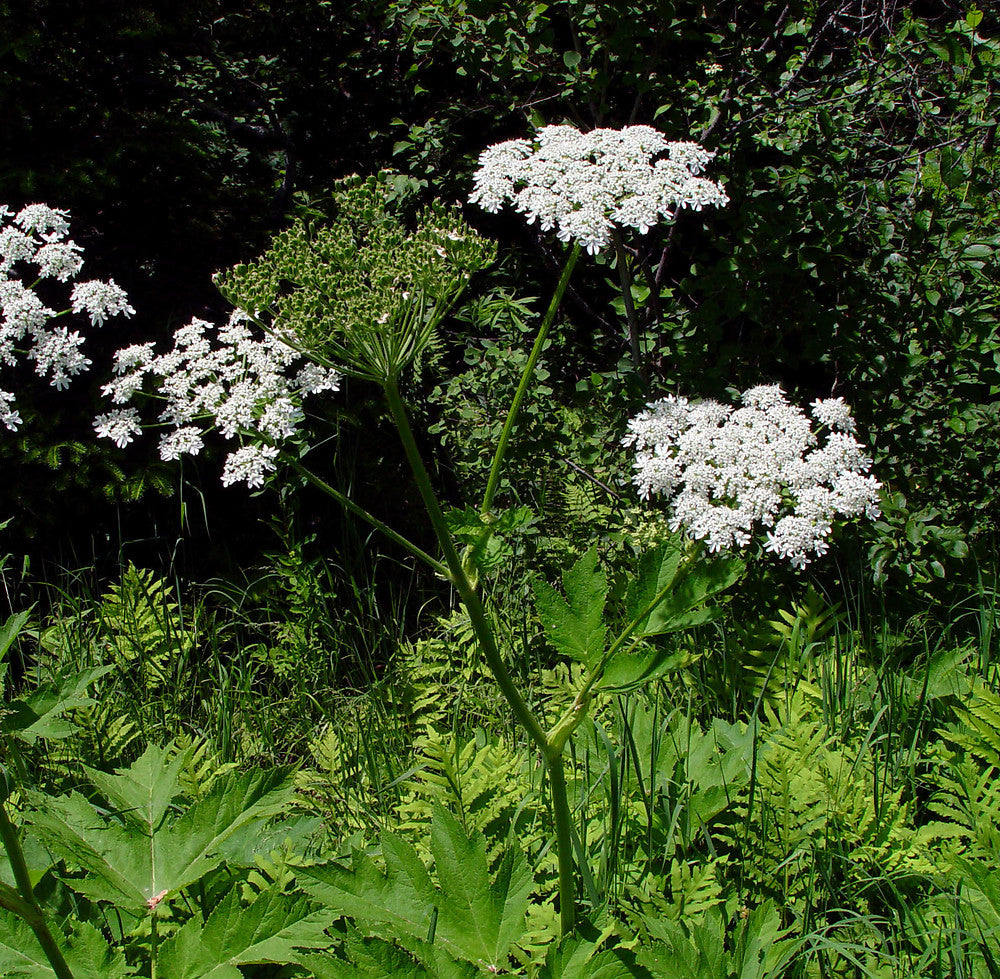 Heracleum Maximum (cow Parsnip) 1 gram Seeds For Planting