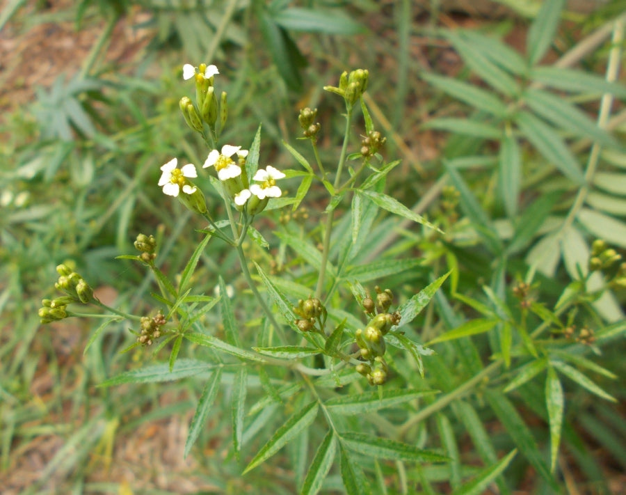 Black Mint/ Huacatay (Tagetes Minuta) 100 mg Seeds For Planting