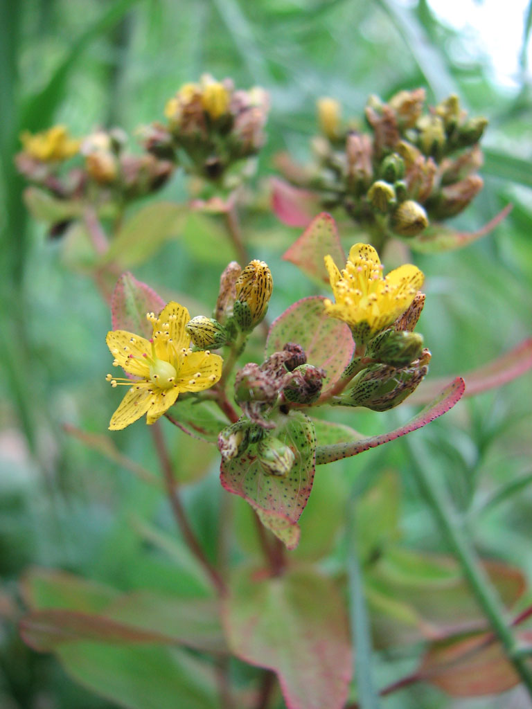 Hypericum Punctatum (dotted St.john's Wort) 50 mg Seeds For Planting