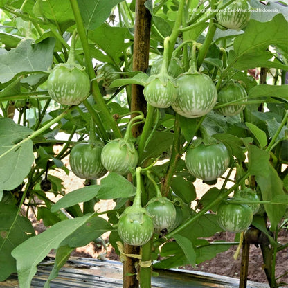 2,000+ Eggplant Seeds (Solanum melongena) Bundling 9 Cultivar Garden Package – Premium Certified Heirloom Vegetable and Solanaceous Seeds for Planting