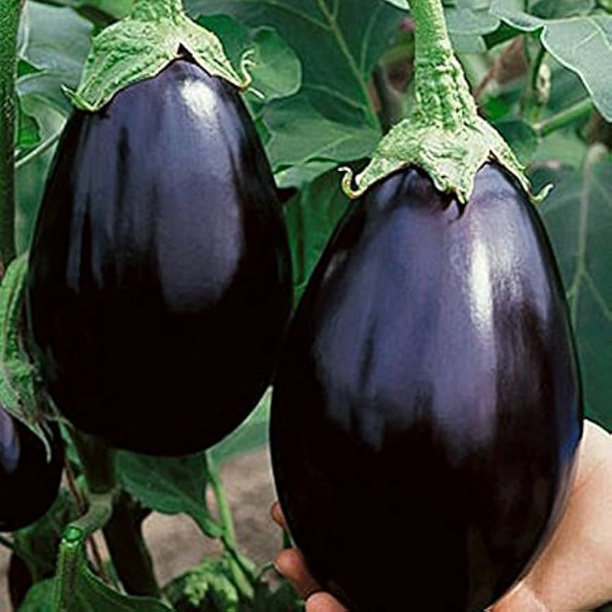 200+ Black Beauty Eggplant Seeds - Heirloom, Non-GMO & Classic Variety