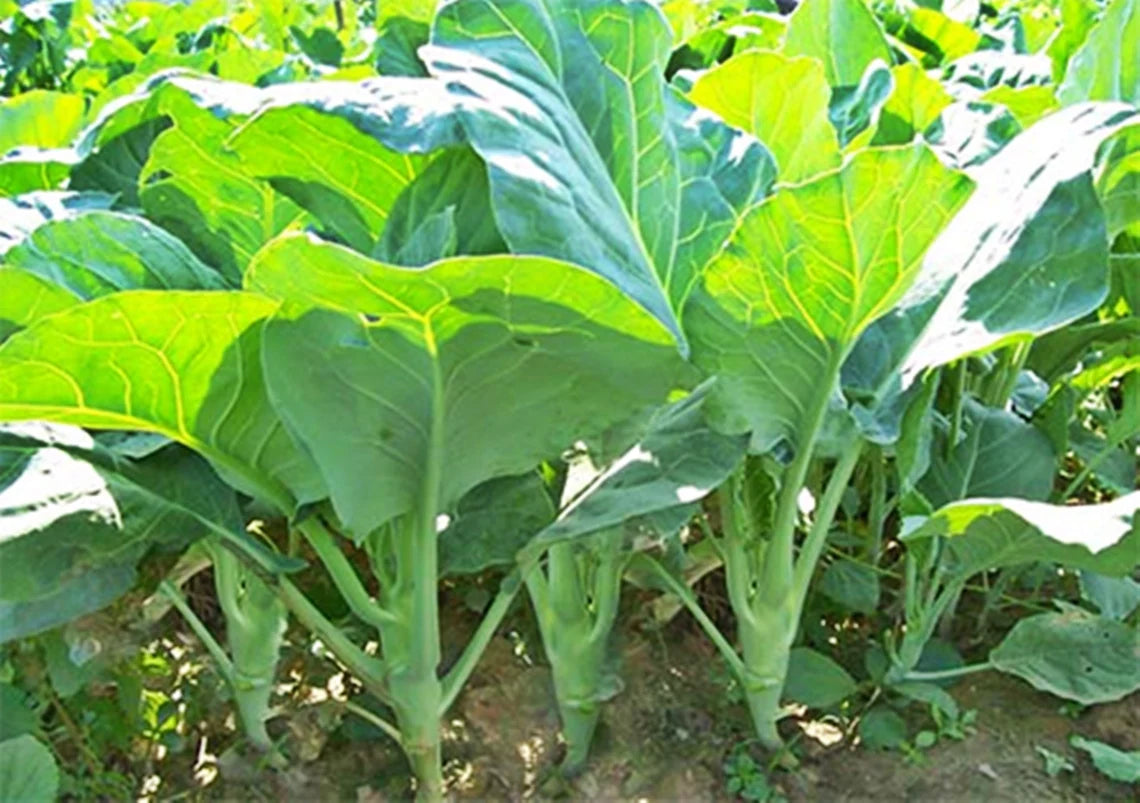 Chinese Broccoli Kailaan Open Pollinate 500 mg Seeds For Planting