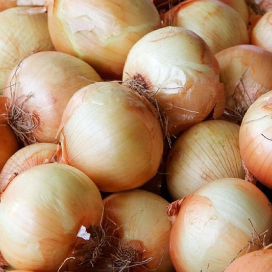 Onion Sweet Spanish Colorado #6 Vegetable Allium cepa 250 mg Seeds For Planting