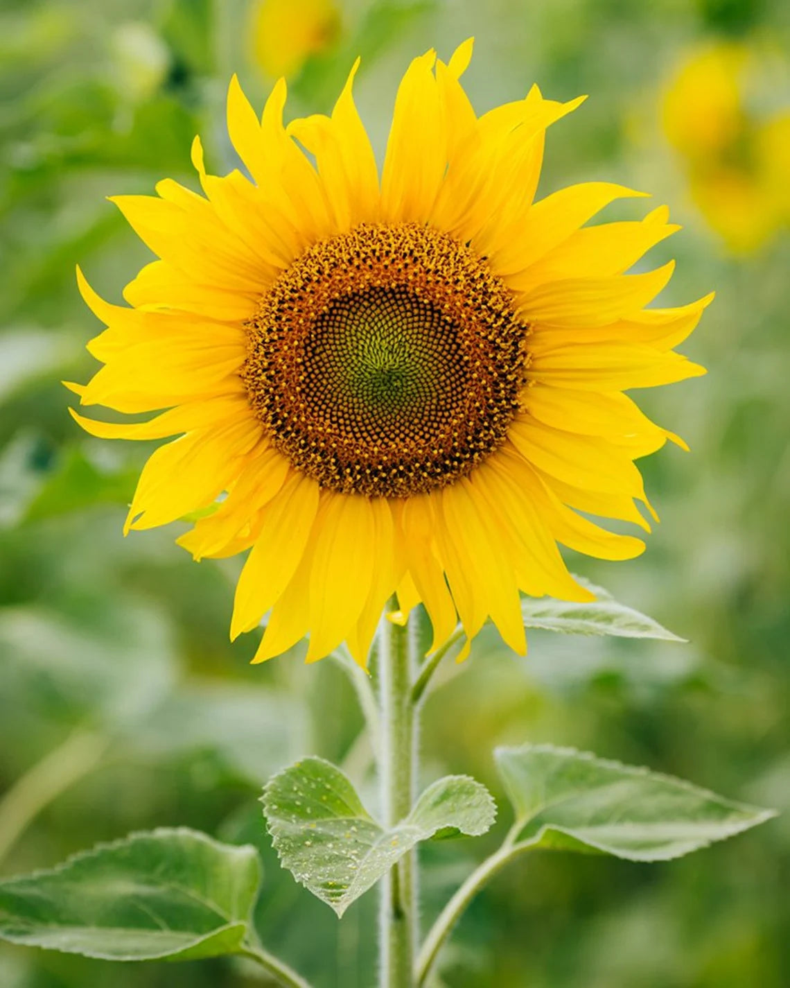 Sunspot Sunflower Helianthus annuus 1 gram Seeds For Planting