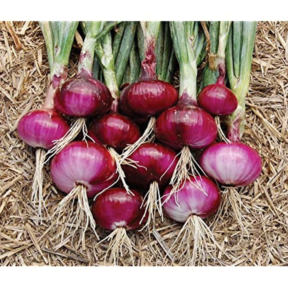 Onion Southport Red Globe 250mg Seeds For Planting