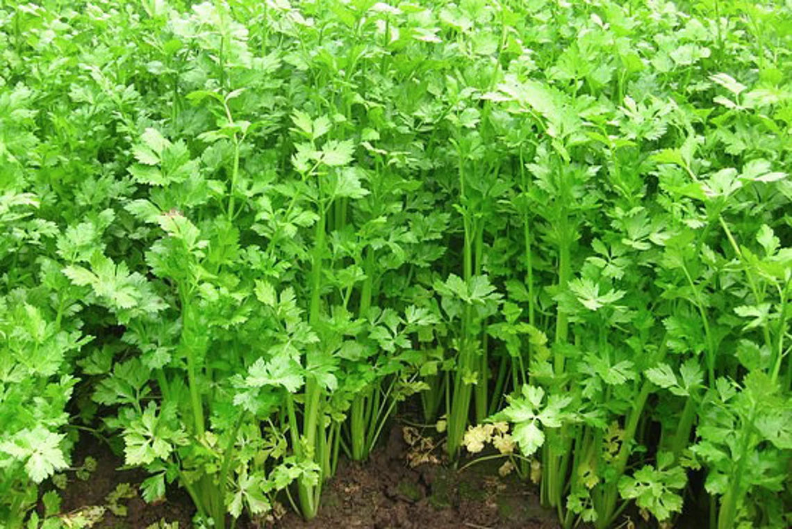 Celery - chinese dark green 500mg Seeds For Planting