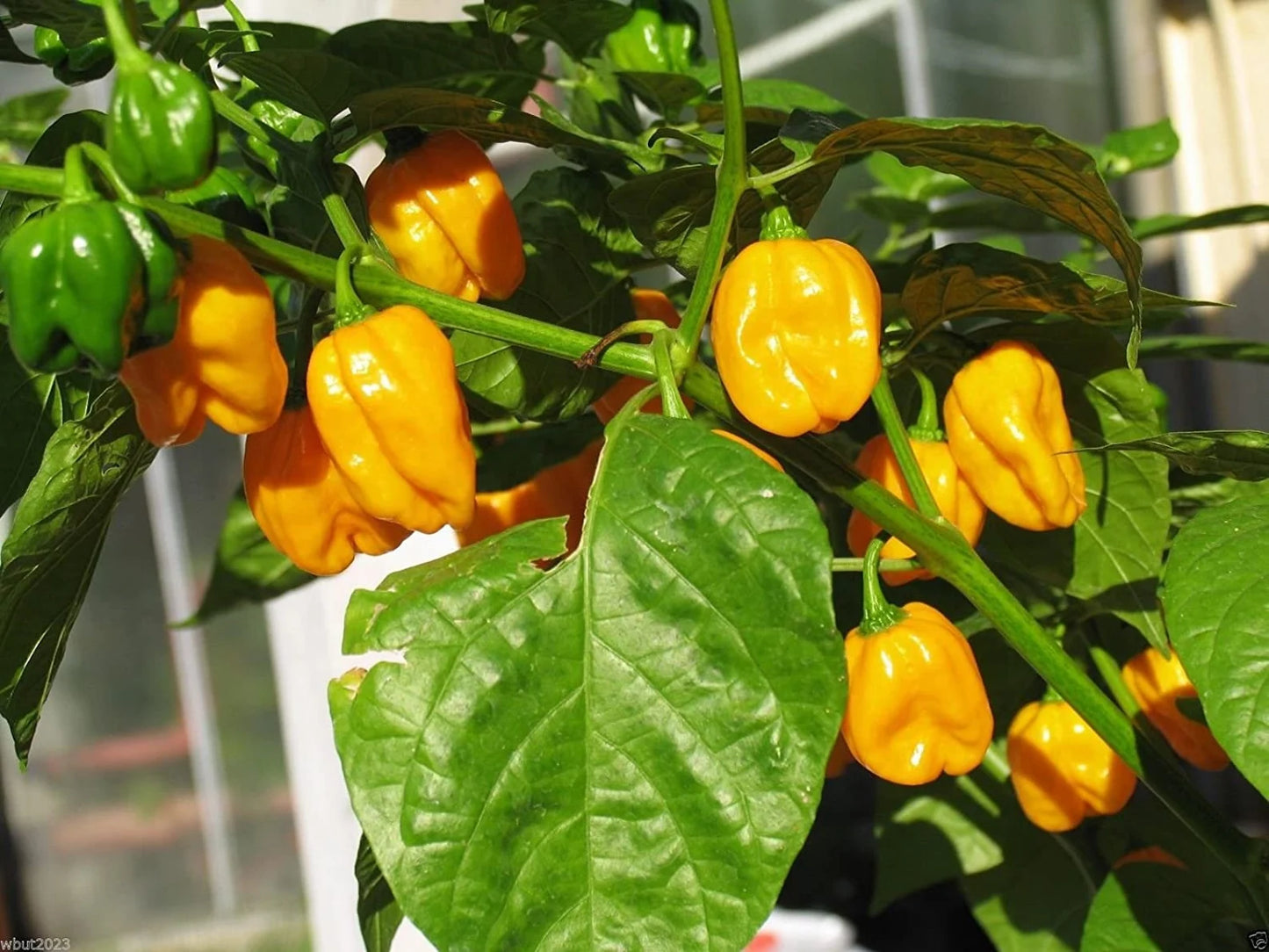 Pepper - Habanero Caribbean Yellow 250mg Seeds For Planting