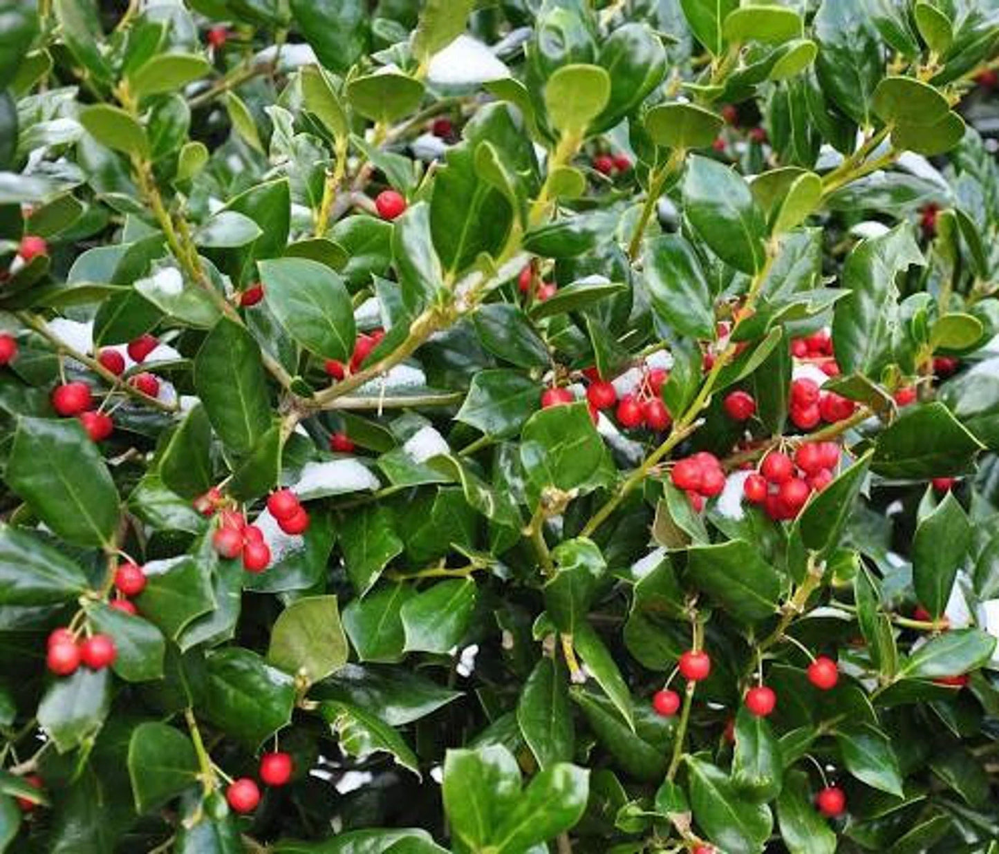 Ilex cornuta 500mg Seeds For Planting