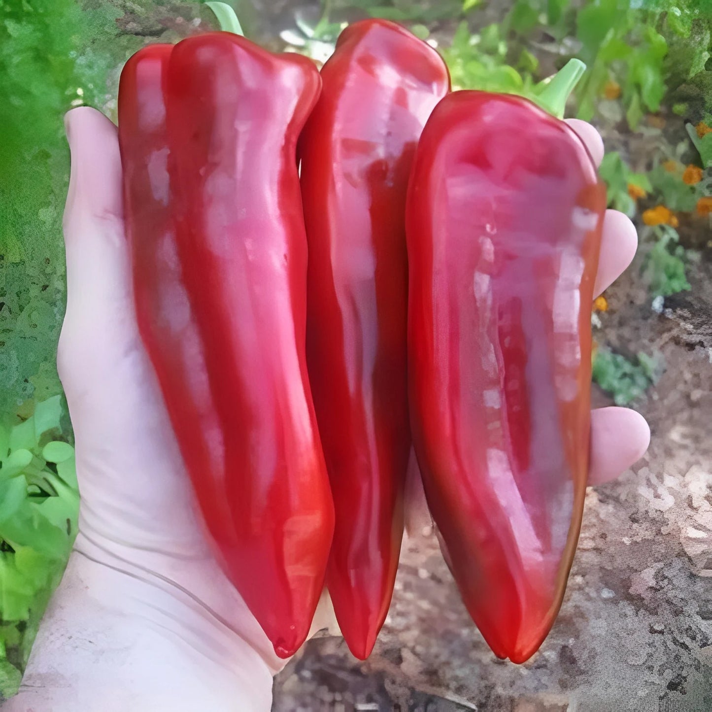 Pepper - Ms. Junie Giant Maraconi Red 250mg Seeds For Planting