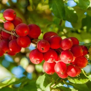 1pc Roselow Crabapple Apple Tree Seedling Fruit very hardy LIVE PLANT