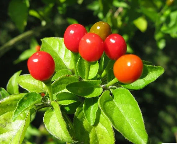 Chiltepin Hot Pepper 30 Seeds For Planting