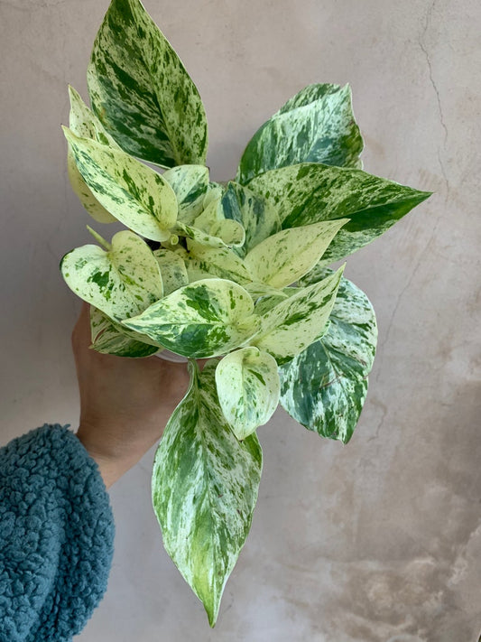 4” Snow Queen Pothos Plant - Bright Light Loving Indoor Plant - Epipremnum aureum