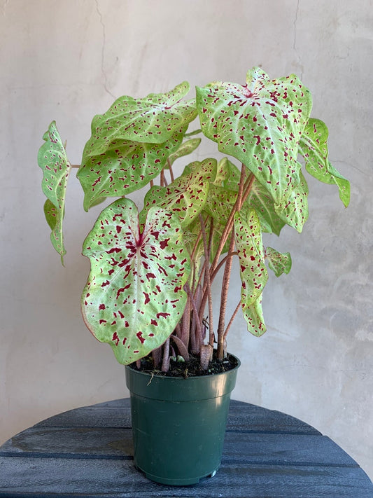 Caladium 'Miss Muffet' Live Plant 4” Green Houseplant, Caladium bicolor