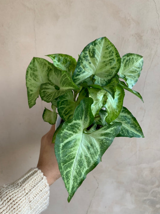 4” Syngonium White Butterfly Plant, Arrowhead Plant, Live Houseplant, Podophyllum - Easy Care Indoor Plant in Nursery Pot