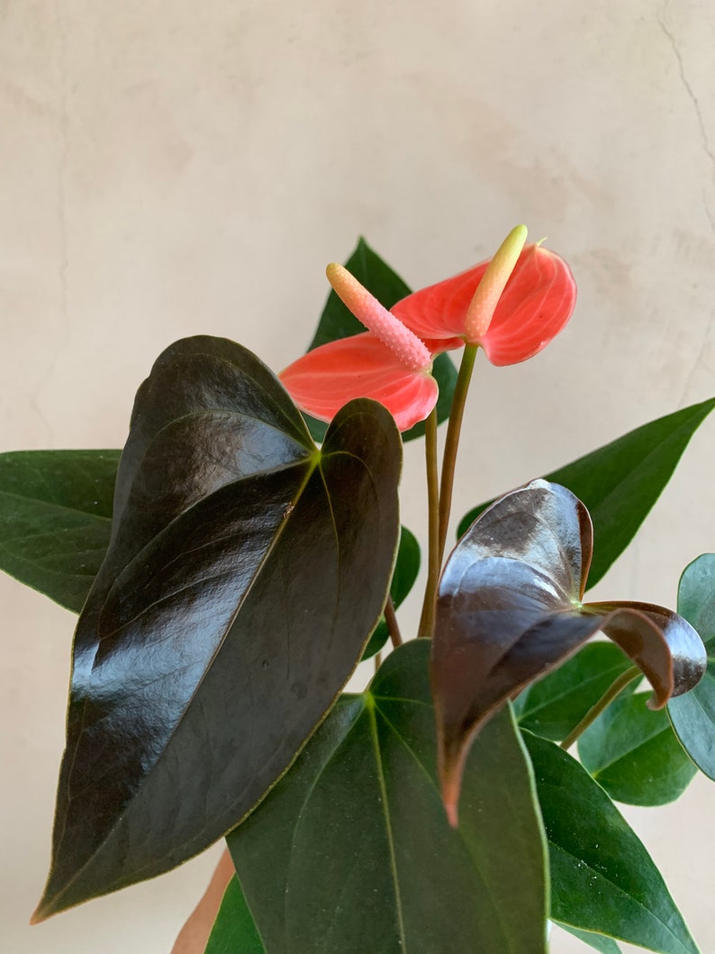 4” Anthurium Plant - Orange Rainbow Variety, Live Houseplant - Unique Blooms, Shipped in Nursery Pot (Anthurium andraeanum)