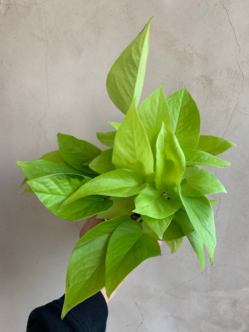 4” Neon Pothos Plant, Live Houseplant, Easy Care Indoor Plant, Epipremnum aureum