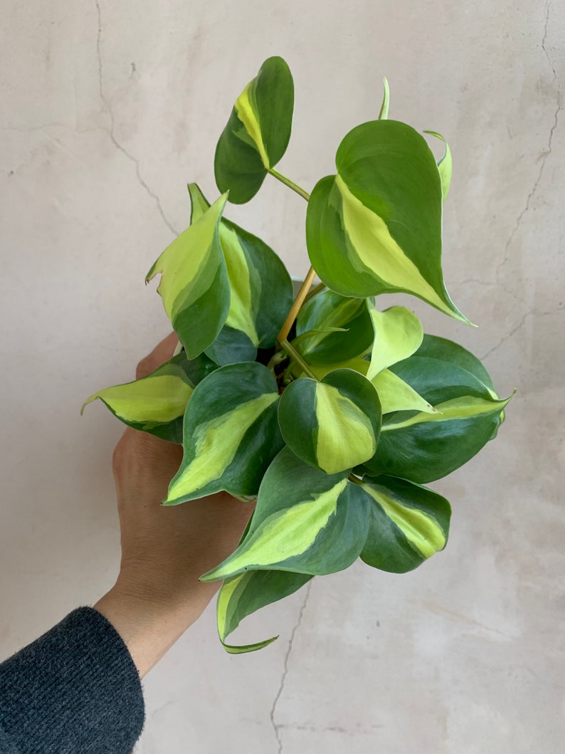 Philodendron Brasil 4” Live Plant - Easy Care Houseplant, Ideal for Indoor Decor, Philodendron hederaceum
