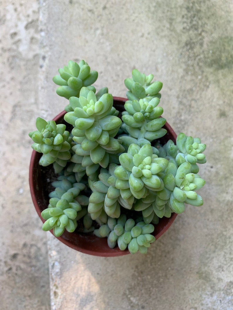 4” Sedum Donkey's Tail, Burro's Tail Succulent, Live Plant in Medium Pot - Sedum morganianum