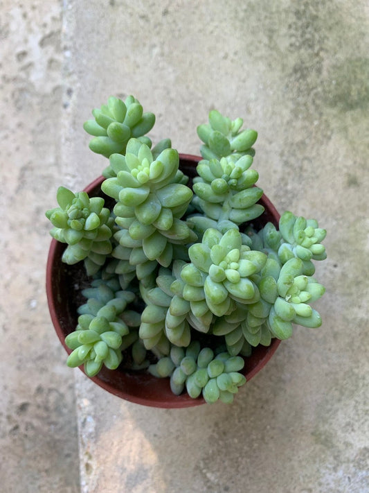 4” Sedum Donkey's Tail, Burro's Tail Succulent, Live Plant in Medium Pot - Sedum morganianum
